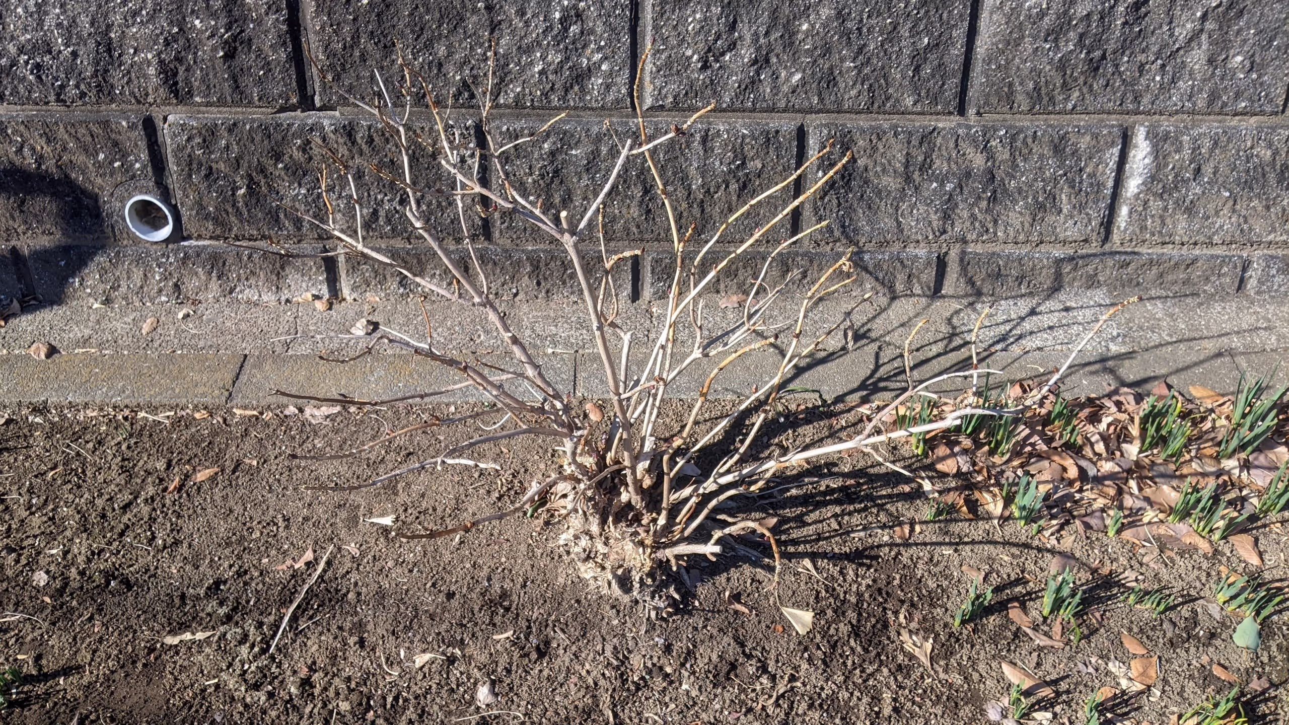 葉が全て落ち切り、半球状に枝が広がっていることがよくわかるアジサイ