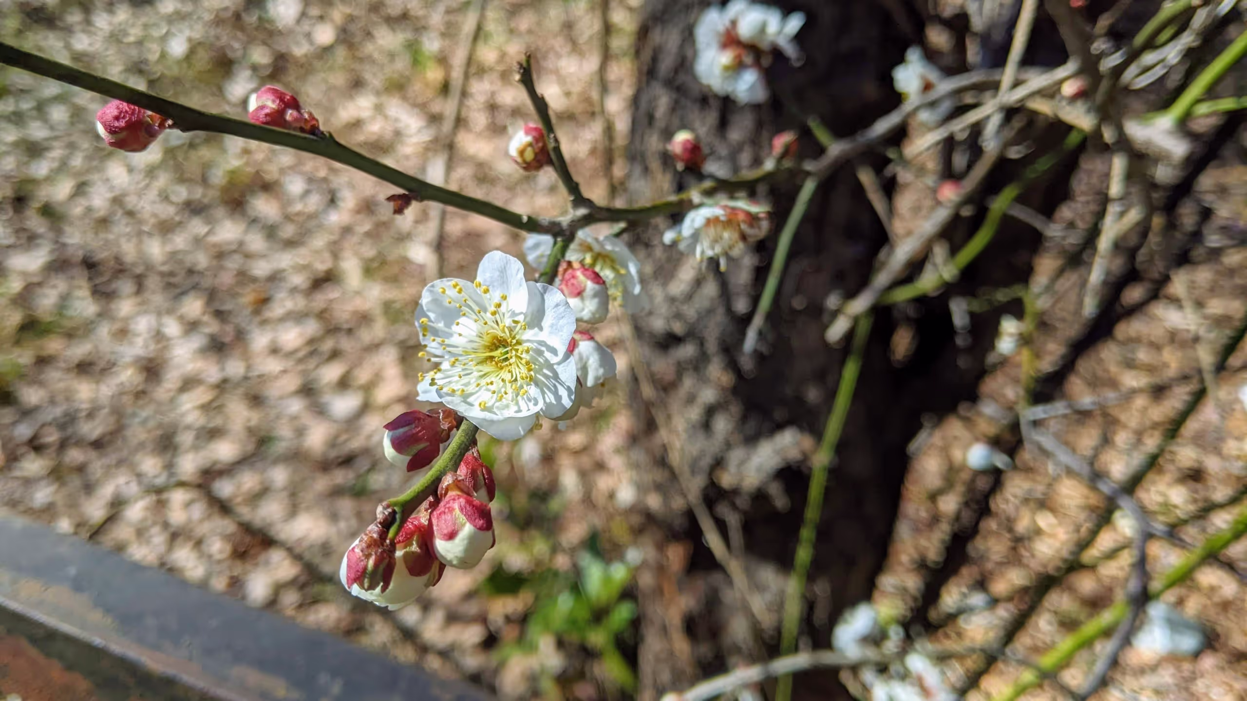 ほぼすべてのつぼみが膨らんでおり、いくつかは咲いている