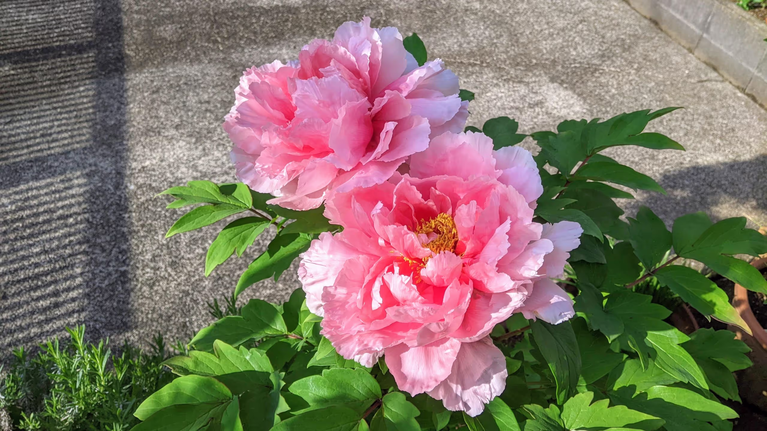 薄いピンク色の花びらのボタンが、2輪、隣り合って咲いている