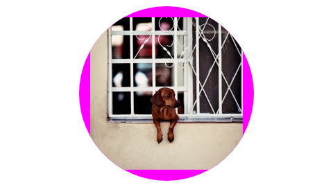 border-radiusプロパティーを画像に適用したにも拘らず、Internet Explorer 10のバグにより余白のマゼンダがその丸みに追随していない。