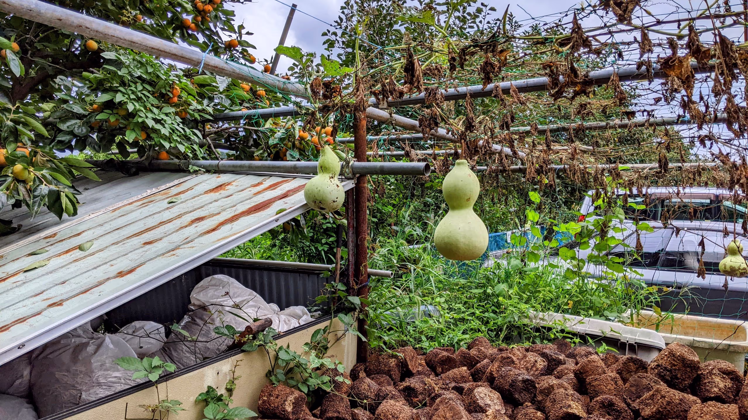 鉄パイプで作られた棚から、ひょうたんがぶら下がっている