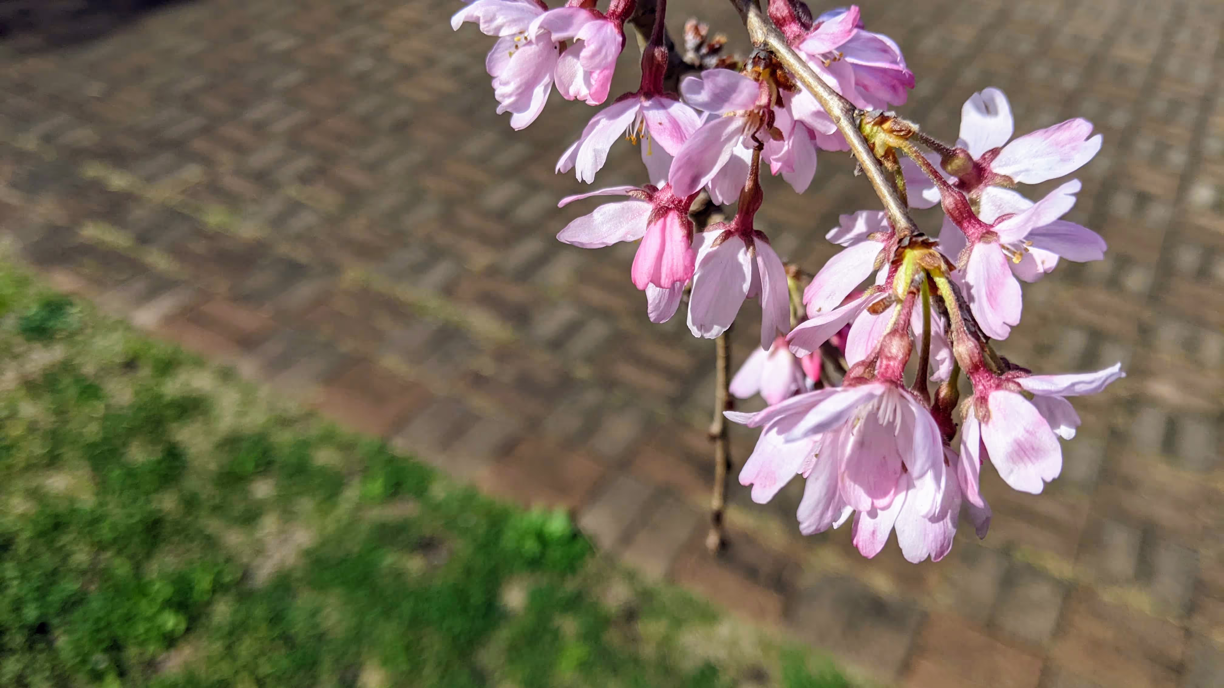 すっかり開ききった桜の花たち