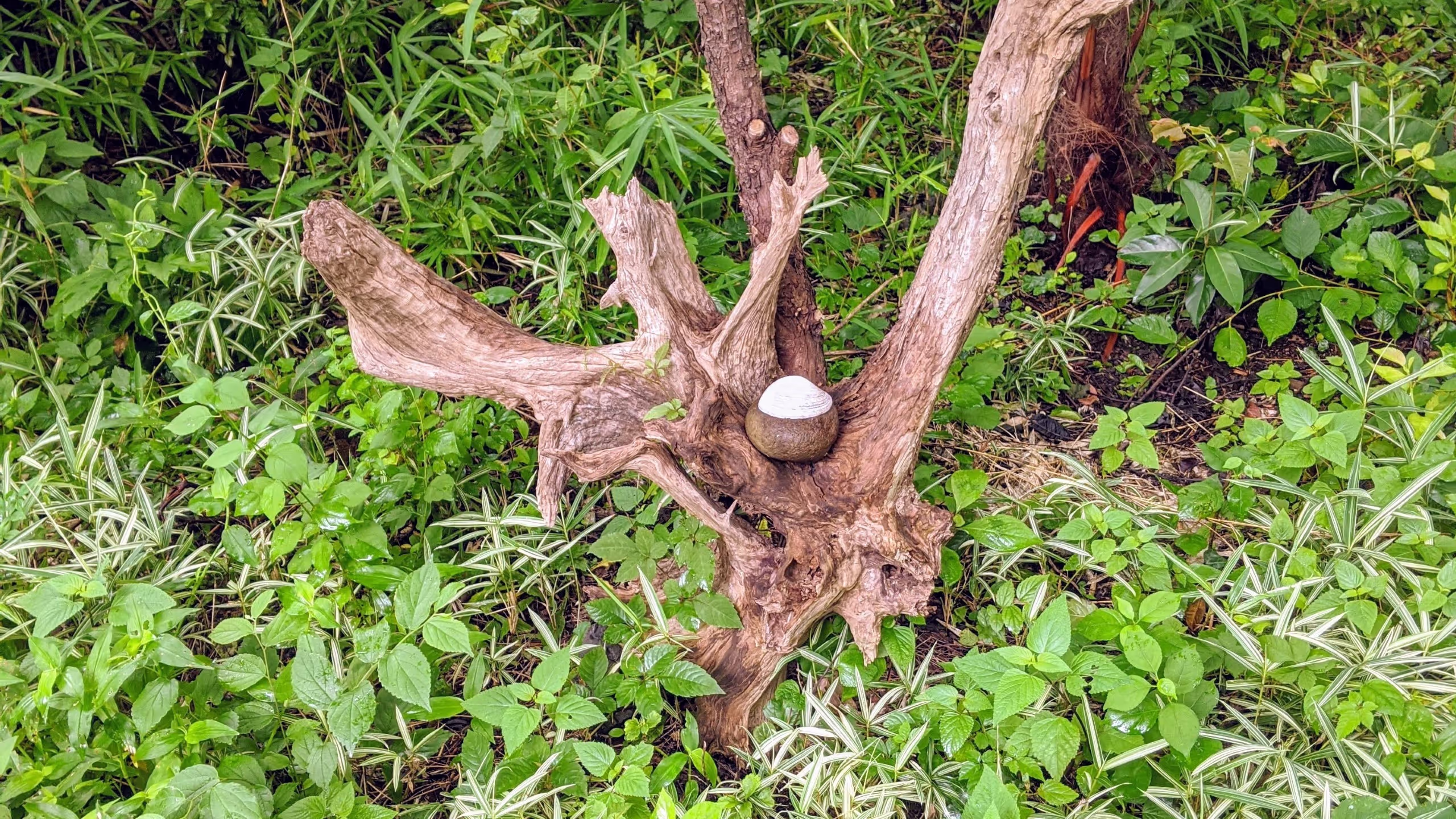 枯れた木の股に、石と貝殻が乗せられている