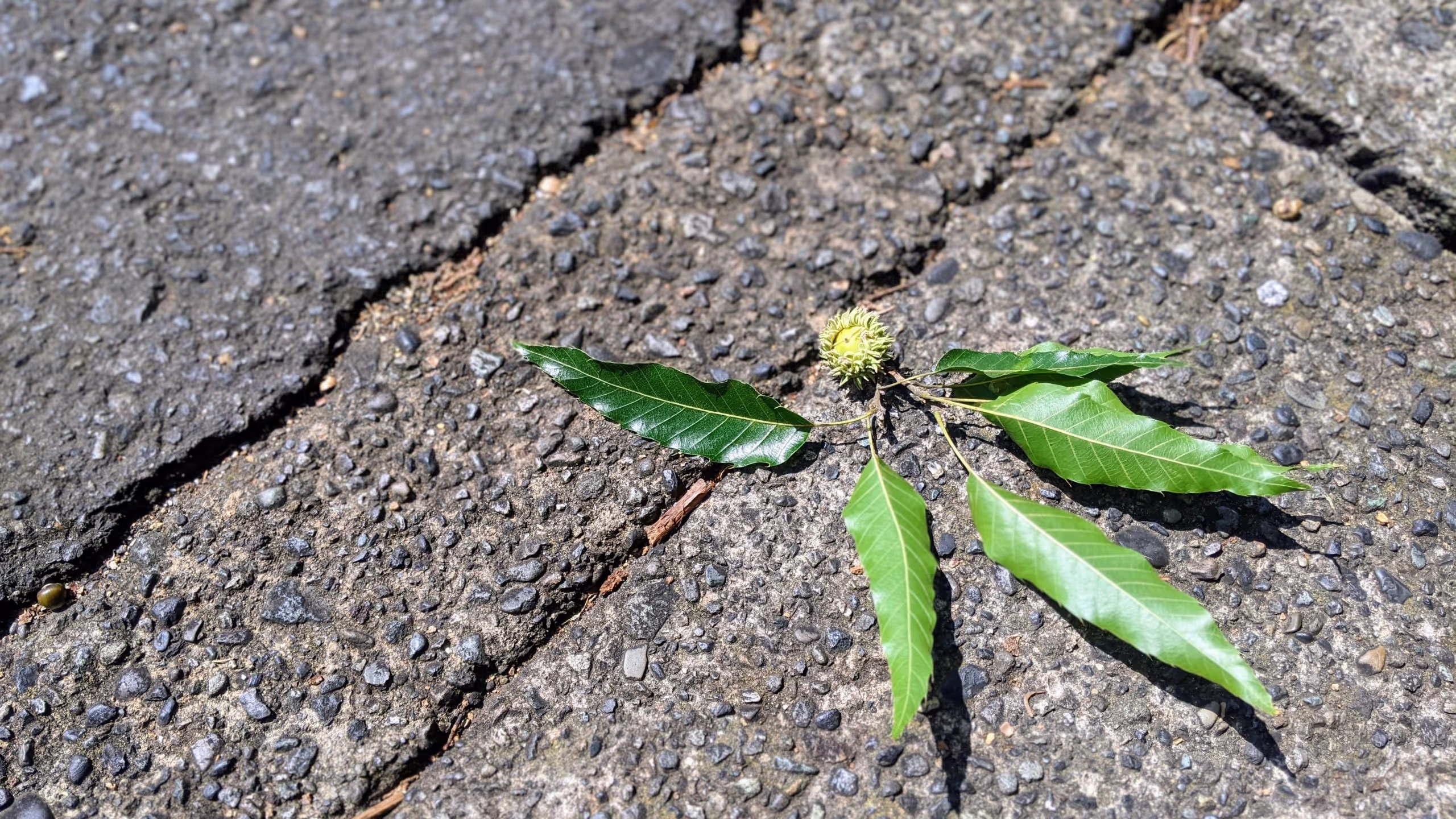 まだ青いドングリが枝ごと道路に落ちている