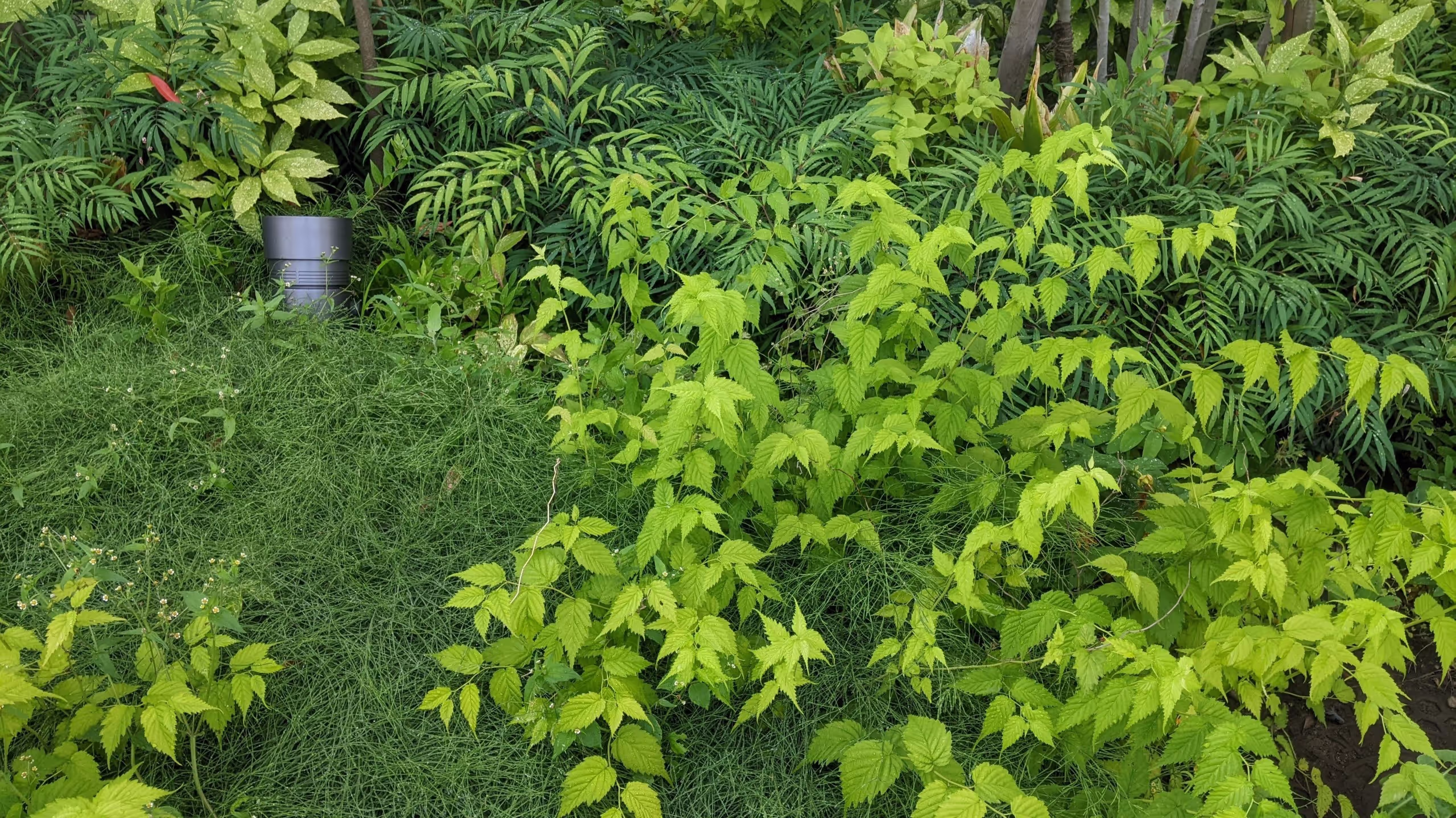 様々な草木が密集し、緑に染まっている