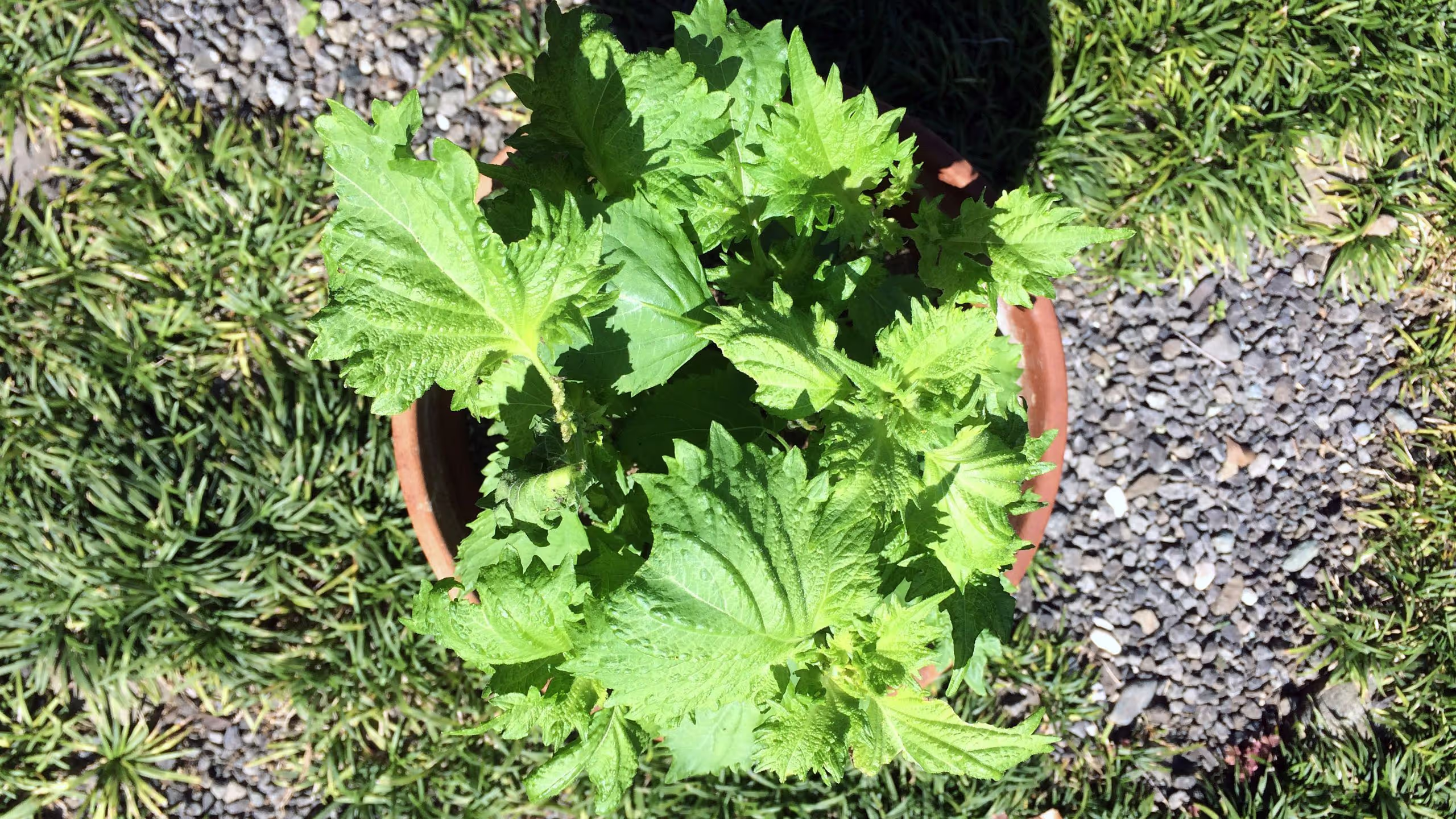 既に40枚ほど収穫したがまだまだ元気に葉が出てきている大葉。