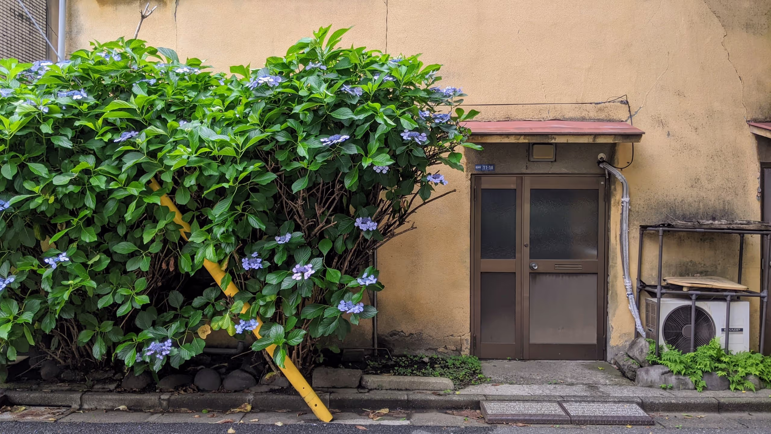 目線より高く育ったアジサイは不思議な感じがする