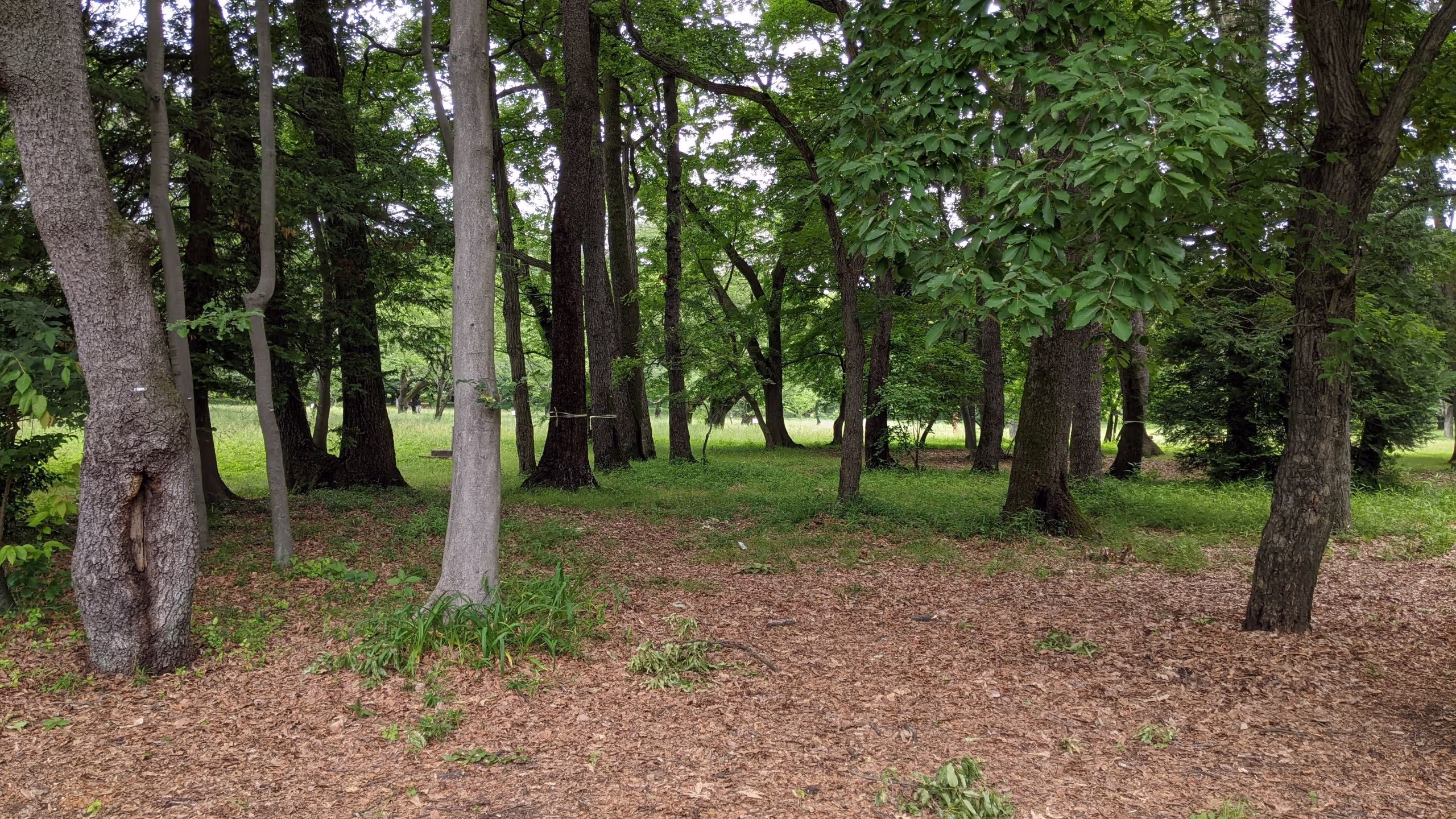 林は低い密度だが、それぞれの枝ぶりが旺盛なので、かなり暗い