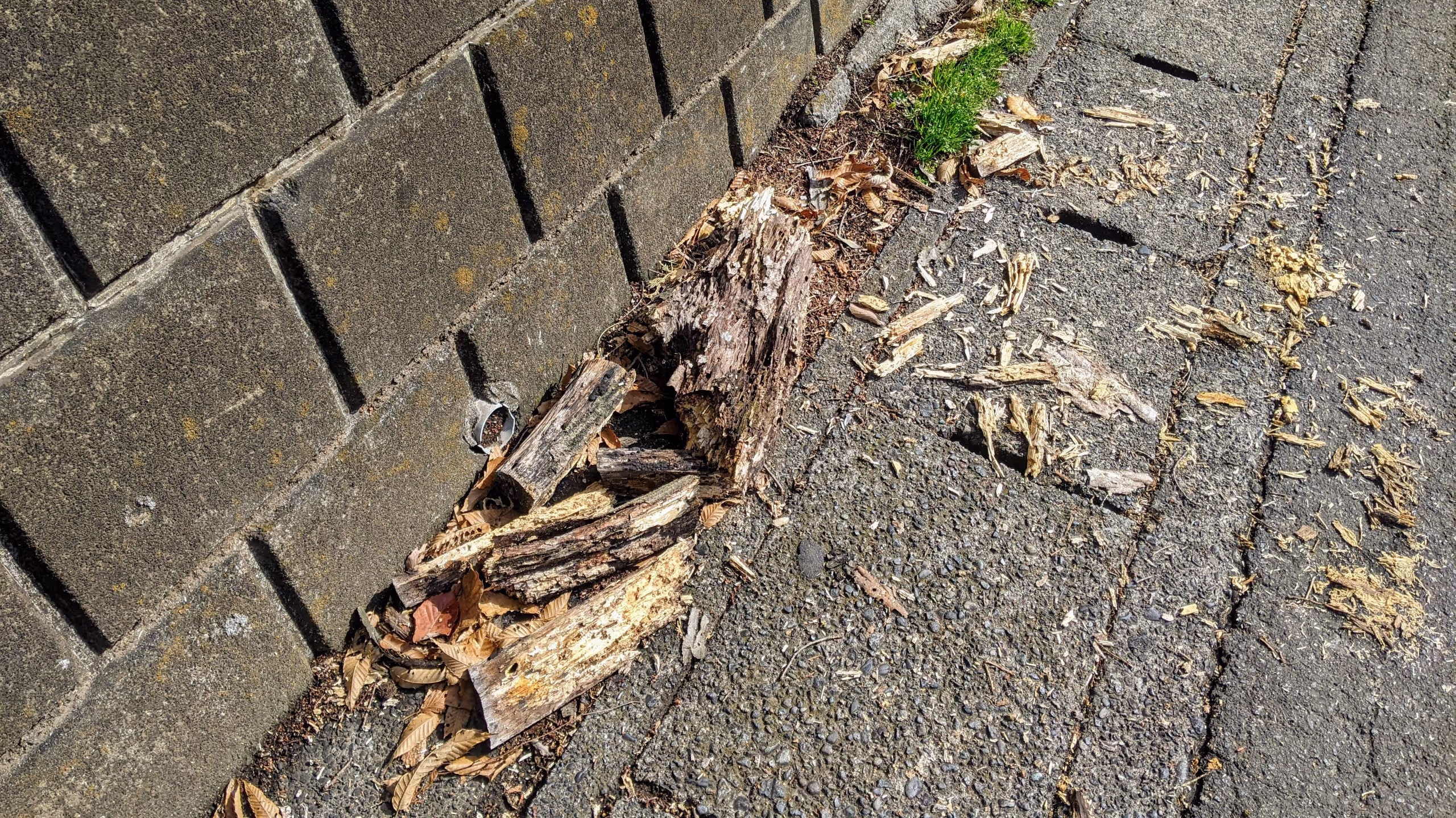 雑木林から枝折れした木の一部が道路に落下して散乱している