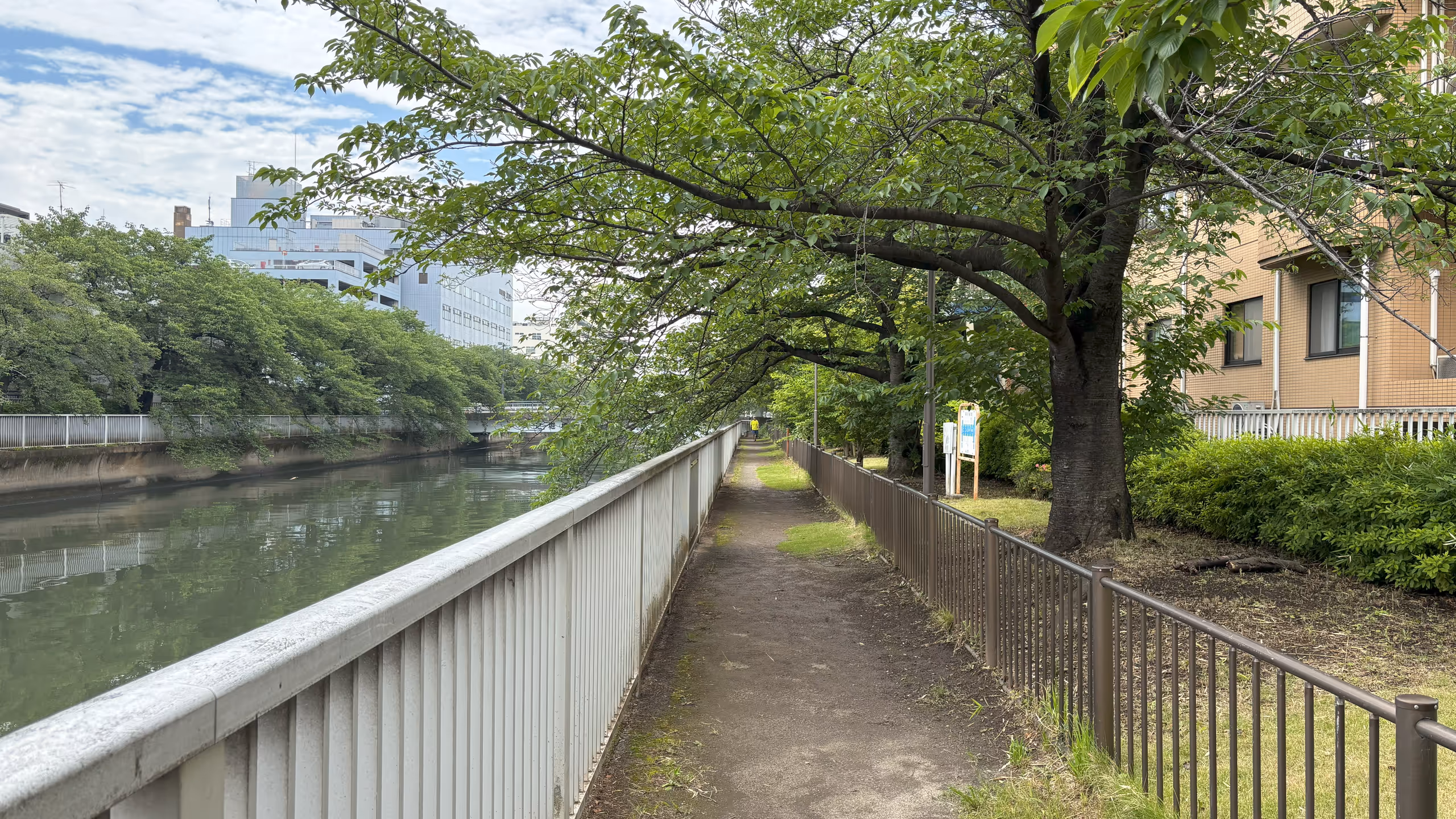 まっすぐ走った川沿いに、サクラが並ぶ散歩道がまっすぐに整備されている。サクラの葉は緑色がやや褪せて来ているようだ。