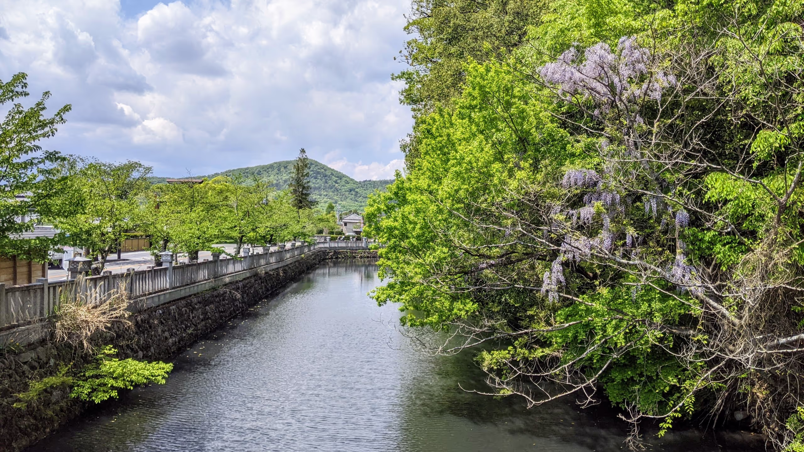 掘の上に張り出したフジがひっそりと咲いている