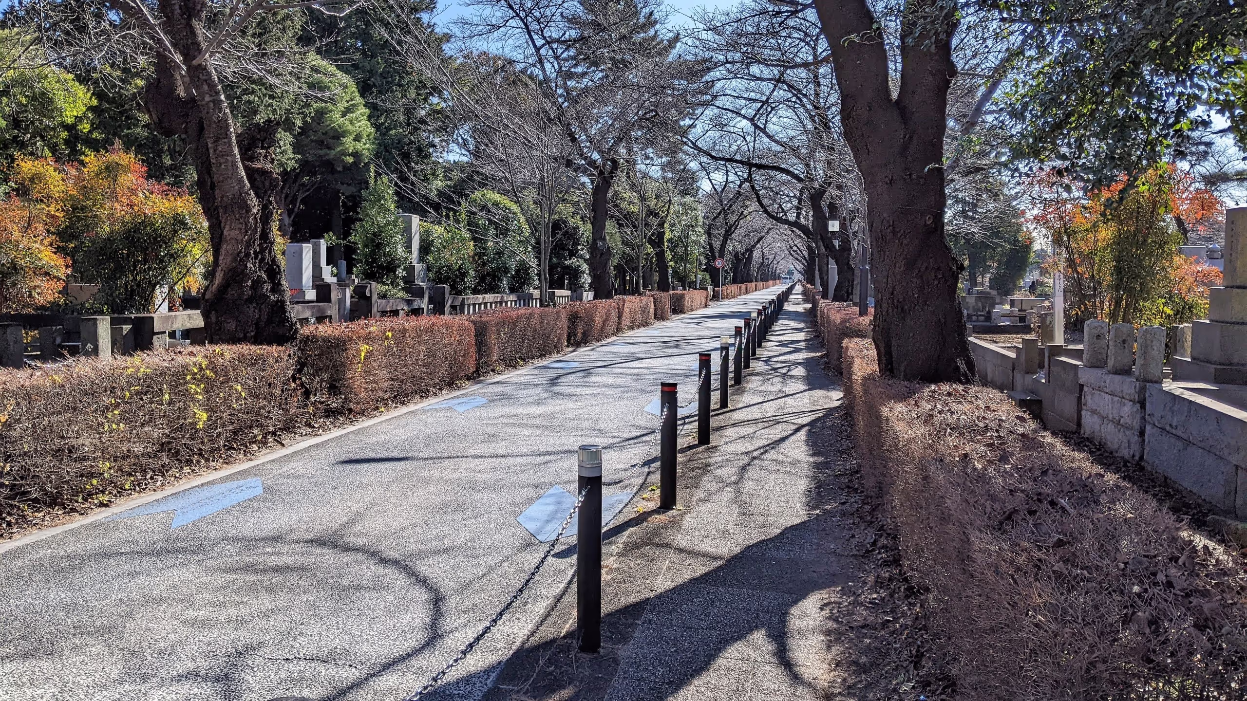 左右に墓が並ぶ青山霊園内の道路