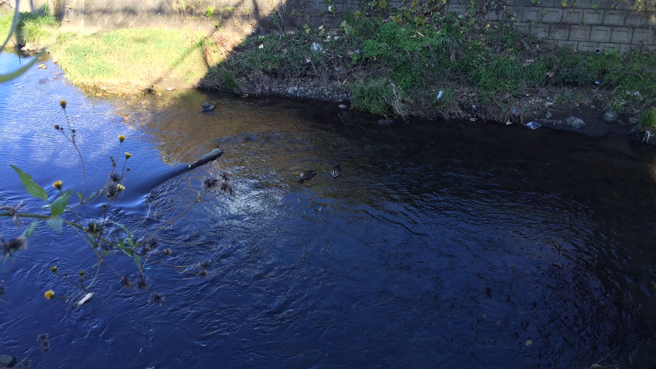 鴨付きの川。