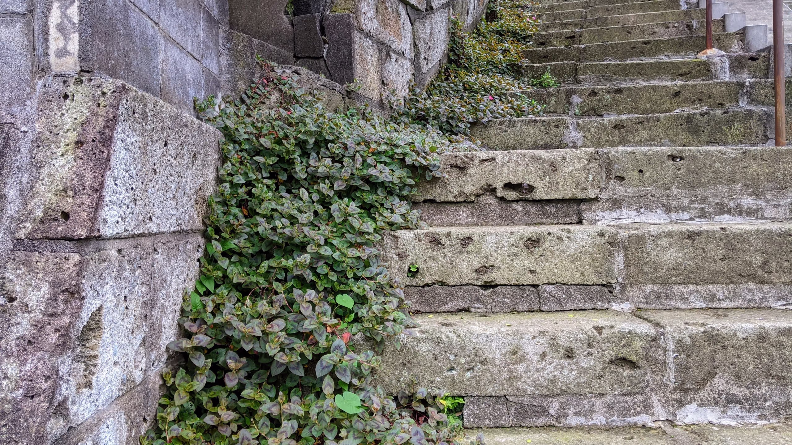 角が削れて丸くなっていたり、浸食されて穴が開いていたり、隅が雑草で埋もれていたりする、そこそこ古い階段