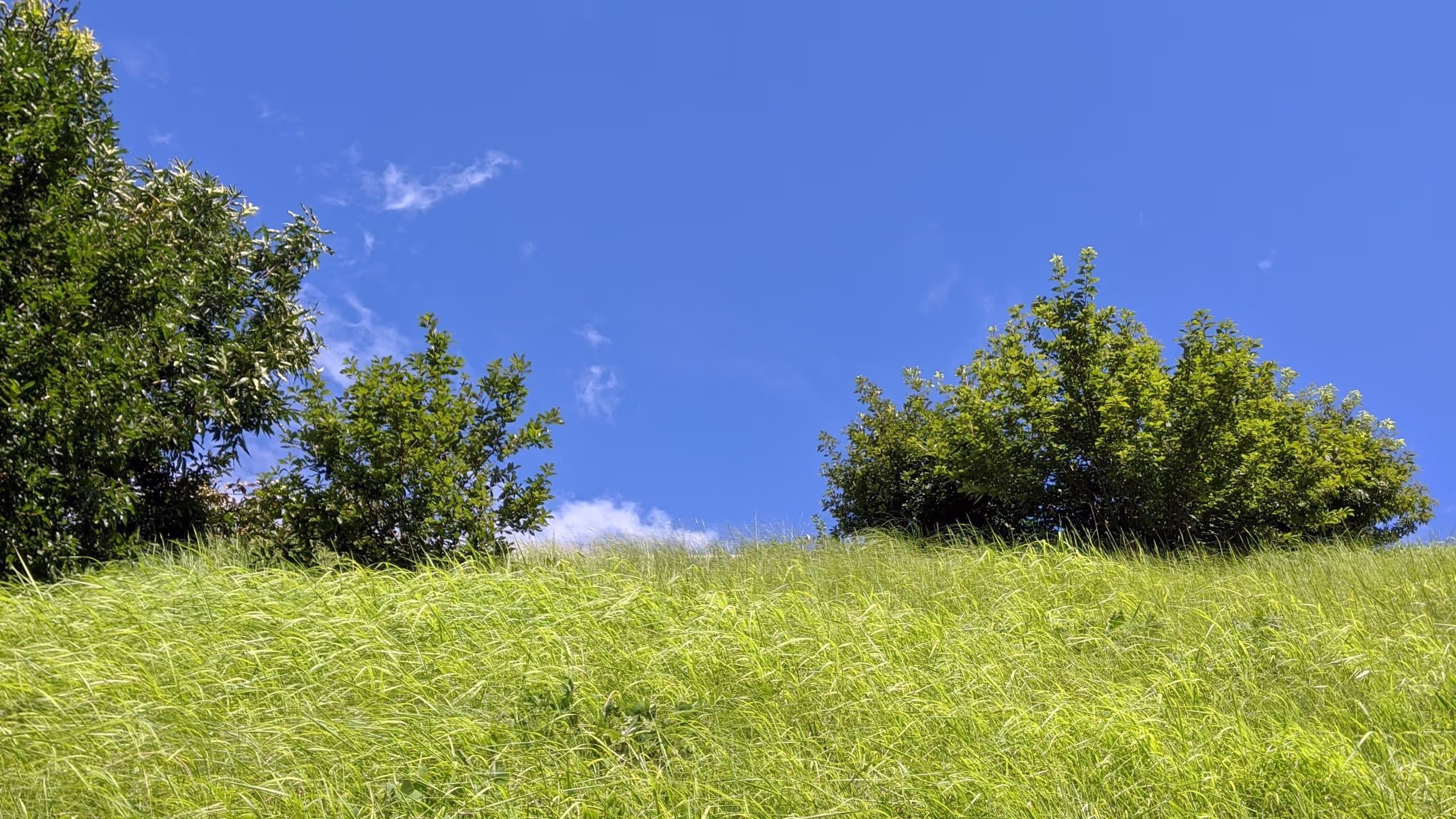 草に覆われた崖を下から見上げると、草むらと青空、灌木しか見えない。