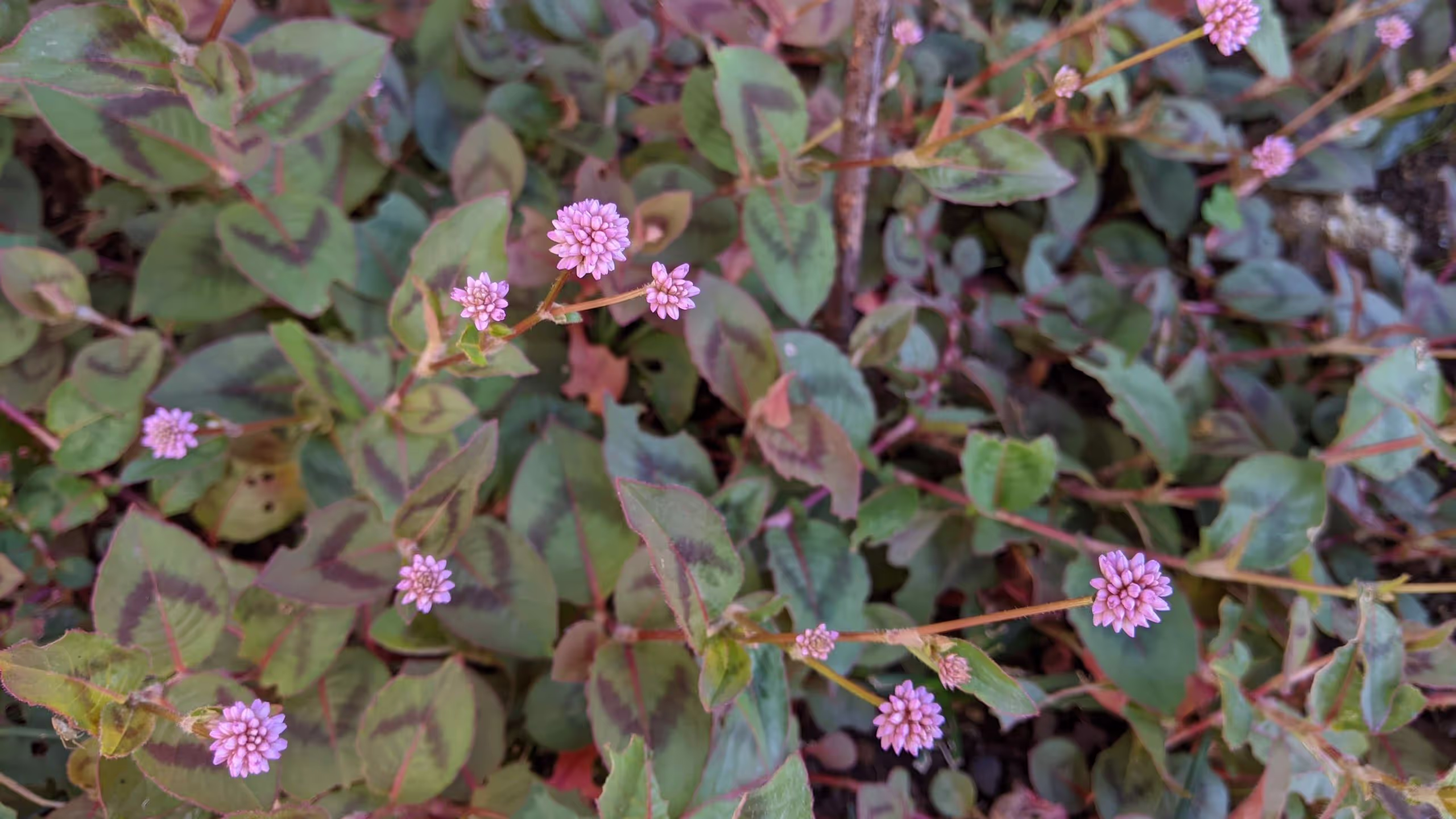 庭に勝手に生えてきた草は、秋の終わりにピンク色の花冠をつける。
