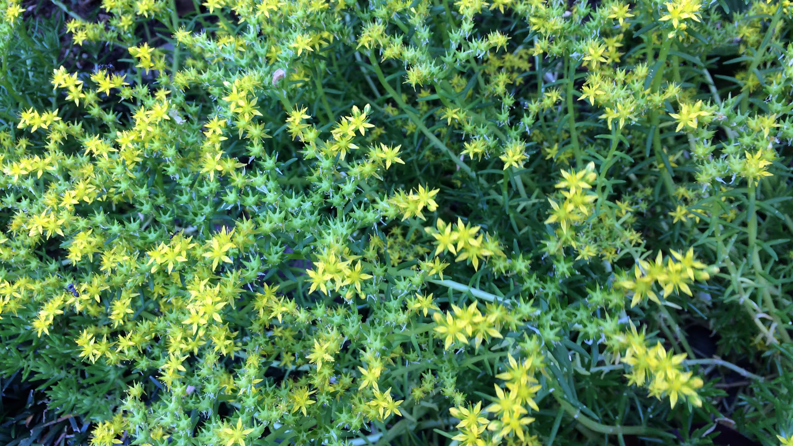 満開のコモチマンネングサ。