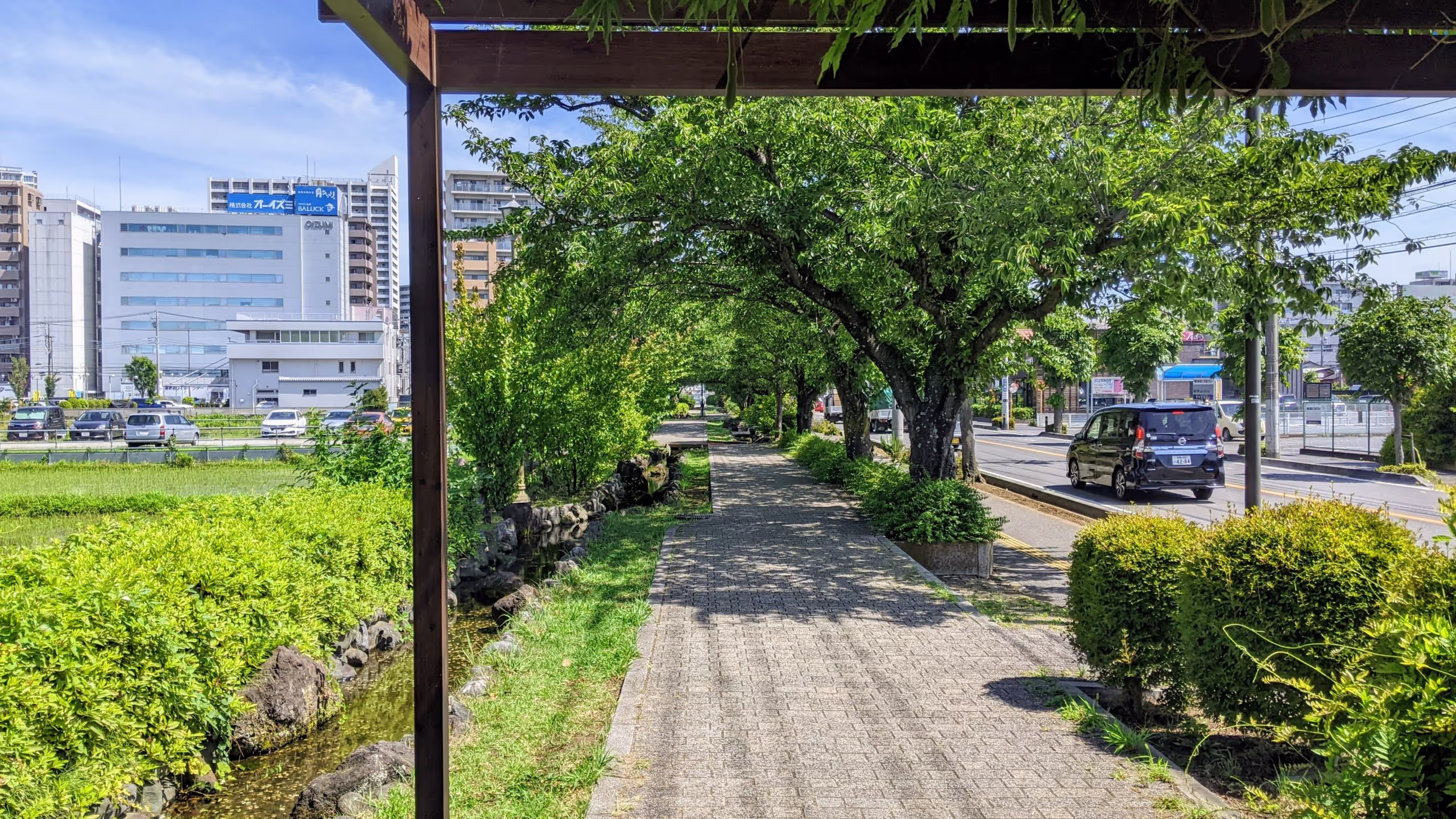 田植えが終わった水田と道路の間に、木陰が多く気持ち良い歩道が走っている