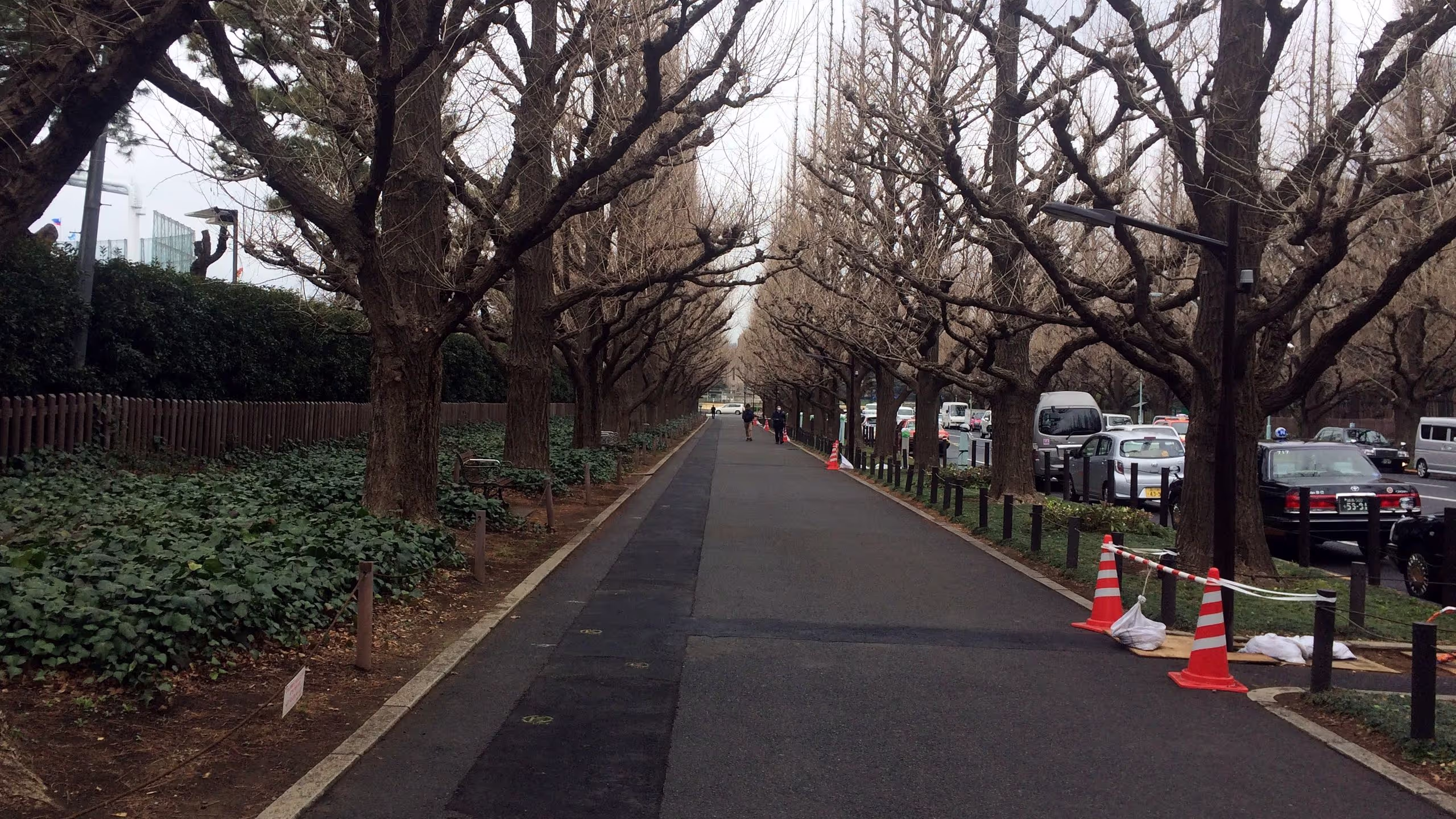 葉が落ちきったいちょう達。