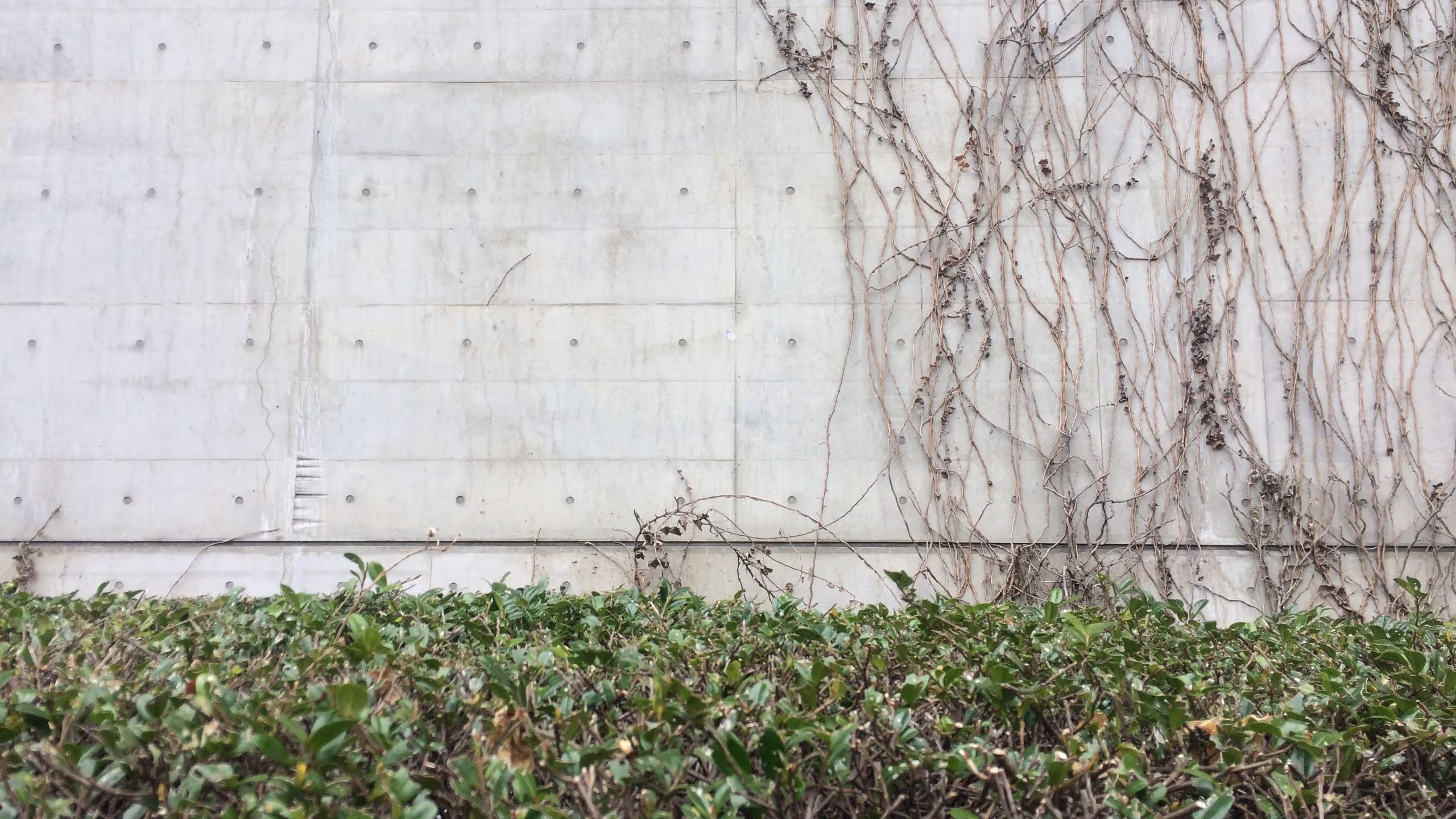 プール棟の壁に蔦が絡まっている。