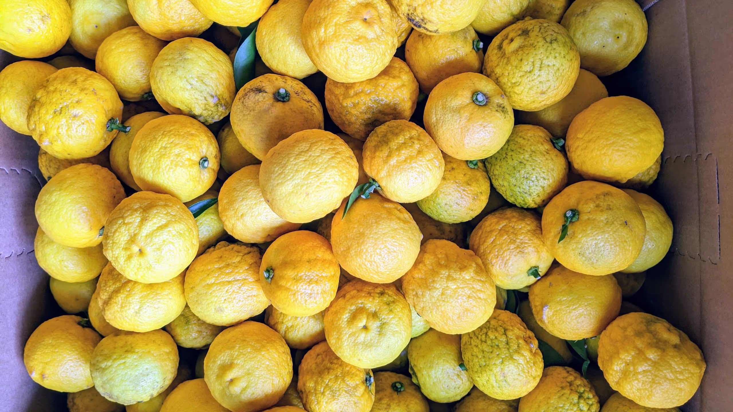 段ボール箱にいっぱいのゆず。